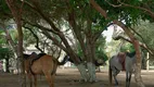 Foto 11 de Fazenda/Sítio com 4 Quartos à venda, 200000m² em Zona Rural, Canguaretama