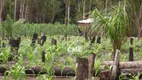 Foto 2 de Fazenda/Sítio à venda, 430000m² em Zona Rural , Chapada dos Guimarães