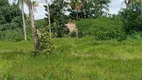 Foto 15 de Fazenda/Sítio com 3 Quartos à venda, 200000m² em Centro, São Gonçalo do Amarante