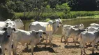 Foto 42 de Fazenda/Sítio com 7 Quartos à venda, 300m² em São José, Esmeraldas