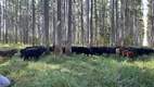 Foto 4 de Fazenda/Sítio com 1 Quarto à venda, 1m² em Area Rural de Capao Bonito, Capão Bonito