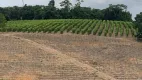 Foto 2 de Fazenda/Sítio com 2 Quartos à venda, 200m² em Centro, São Mateus