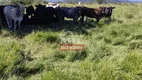 Foto 14 de Fazenda/Sítio à venda em Zona Rural, Uruaçu