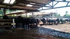 Foto 25 de Fazenda/Sítio com 3 Quartos à venda, 150m² em Zona Rural, Pilar do Sul