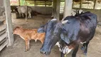 Foto 12 de Fazenda/Sítio com 4 Quartos à venda, 120m² em Mato Dentro, Sorocaba