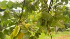 Foto 6 de Fazenda/Sítio com 2 Quartos à venda, 50m² em Cachoeiros, Macaé