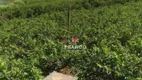 Foto 7 de Fazenda/Sítio com 3 Quartos à venda, 51000m² em Reforma Agraria, Valinhos