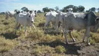 Foto 15 de Fazenda/Sítio à venda em Zona Rural, Rio Verde de Mato Grosso