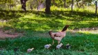 Foto 13 de Fazenda/Sítio à venda em Zona Rural , Chapada dos Guimarães