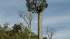 Foto 10 de Lote/Terreno à venda, 195000m² em , Rio Rufino