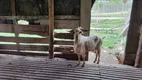 Foto 12 de Fazenda/Sítio com 6 Quartos à venda, 400m² em , Rio do Campo