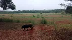 Foto 12 de Fazenda/Sítio à venda em Centro, Cesário Lange