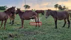 Foto 15 de Fazenda/Sítio à venda, 1000m² em Centro, Torixoréu