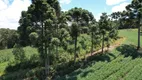 Foto 16 de Fazenda/Sítio à venda, 50000m² em Centro, Campo Alegre