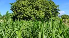 Foto 6 de Fazenda/Sítio com 4 Quartos à venda, 130m² em Zona Rural, São José de Mipibu