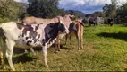 Foto 2 de Fazenda/Sítio com 3 Quartos à venda, 17m² em Zona Rural, Colinas do Sul