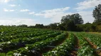 Foto 4 de Fazenda/Sítio à venda, 193m² em Zona Rural, Elias Fausto