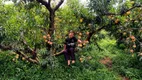 Foto 15 de Fazenda/Sítio com 1 Quarto à venda, 1200m² em Zona Rural, Marmelópolis