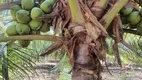 Foto 15 de Fazenda/Sítio com 4 Quartos à venda, 186000m² em Povoado Punau, Rio do Fogo