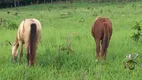 Foto 11 de Fazenda/Sítio à venda, 203m² em Centro, Mara Rosa