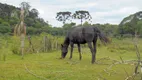 Foto 27 de Fazenda/Sítio com 3 Quartos para venda ou aluguel, 200m² em Areia Branca dos Assis, Mandirituba