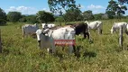 Foto 11 de Fazenda/Sítio à venda, 249m² em Zona Rural, Buritis