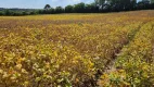 Foto 10 de Lote/Terreno à venda, 77000m² em Iguaçu, Fazenda Rio Grande