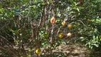 Foto 6 de Fazenda/Sítio com 2 Quartos à venda, 2000m² em Xuri, Vila Velha