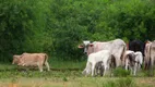 Foto 11 de Fazenda/Sítio com 3 Quartos à venda, 56690000m² em Zona Rural, Porto Murtinho