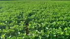 Foto 6 de Fazenda/Sítio com 3 Quartos à venda, 70m² em Zona Rural, Canarana