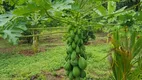 Foto 17 de Fazenda/Sítio à venda, 20000m² em Jardim Arizona, Sete Lagoas