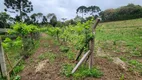 Foto 31 de Fazenda/Sítio com 3 Quartos à venda, 17000m² em Campestre dos Paulas, Mandirituba