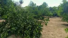 Foto 13 de Fazenda/Sítio com 2 Quartos à venda, 33m² em Zona Rural, Colinas do Sul