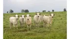 Foto 11 de Fazenda/Sítio à venda em Centro , Patos de Minas