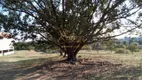 Foto 6 de Lote/Terreno para alugar, 6000m² em Aparecidinha, Sorocaba