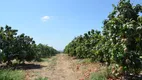 Foto 2 de Fazenda/Sítio à venda, 1200000m² em Area Rural de Petrolina, Petrolina