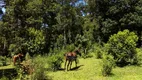 Foto 6 de Fazenda/Sítio com 5 Quartos à venda, 200000m² em Lavrinha, Pinhalão