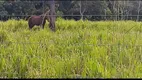 Foto 5 de Fazenda/Sítio com 2 Quartos à venda, 73m² em Zona Rural, Colinas do Sul