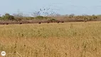 Foto 2 de Fazenda/Sítio à venda, 328000m² em , Tabuleiro do Norte