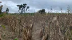 Foto 23 de Fazenda/Sítio à venda, 24000m² em Zona Rural, Mandirituba