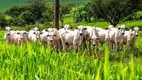 Foto 2 de Fazenda/Sítio à venda, 500m² em Centro, Imperatriz