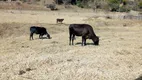 Foto 10 de Fazenda/Sítio com 2 Quartos à venda, 532000m² em Zona Rural, Cambuí