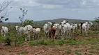 Foto 22 de Fazenda/Sítio com 4 Quartos à venda, 400000m² em Zona Rural, Macaíba