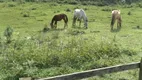 Foto 42 de Fazenda/Sítio com 2 Quartos à venda, 169400m² em Zona Rural, Piracaia