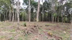 Foto 11 de Fazenda/Sítio com 1 Quarto à venda, 20000m² em São Luiz do Purunã, Balsa Nova