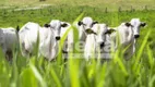 Foto 3 de Fazenda/Sítio à venda, 121000000m² em Area Rural de Uberlandia, Uberlândia