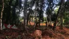 Foto 21 de Fazenda/Sítio com 1 Quarto à venda, 5000m² em Campestre da Faxina, São José dos Pinhais