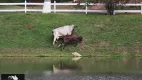 Foto 5 de Fazenda/Sítio à venda, 66m² em Campo Grande, Rio de Janeiro