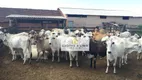 Foto 10 de Fazenda/Sítio à venda, 1000m² em Fonte Limpa, Araruama