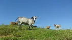 Foto 62 de Fazenda/Sítio com 10 Quartos à venda, 1000m² em Centro, Paraíba do Sul